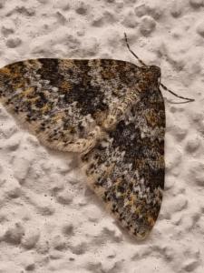 Click to view this image in a large viewer