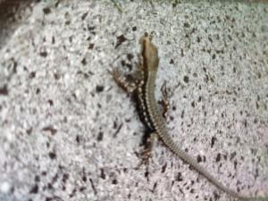 Click to view this image in a large viewer