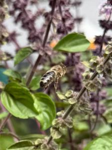 Click to view this image in a large viewer