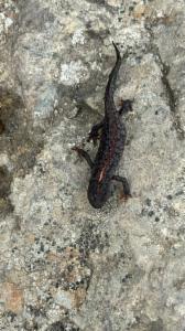 Click to view this image in a large viewer