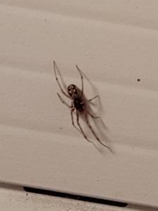 Click to view this image in a large viewer