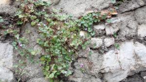 Click to view this image in a large viewer