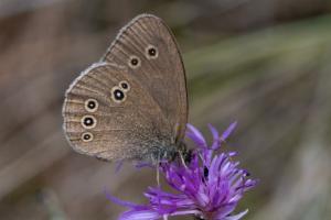 Click to view this image in a large viewer