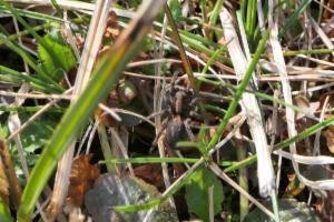 Click to view this image in a large viewer