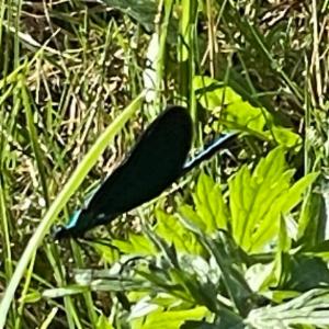 Click to view this image in a large viewer