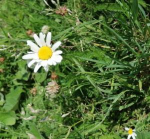 Click to view this image in a large viewer