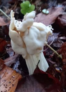 Click to view this image in a large viewer