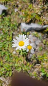 Click to view this image in a large viewer