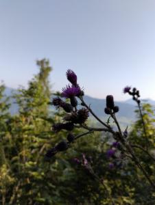 Click to view this image in a large viewer