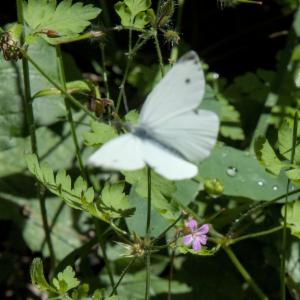 Click to view this image in a large viewer