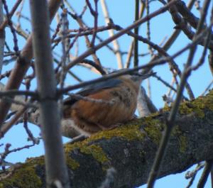 Click to view this image in a large viewer