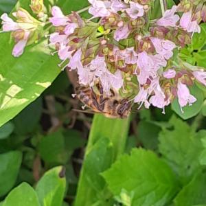 Click to view this image in a large viewer