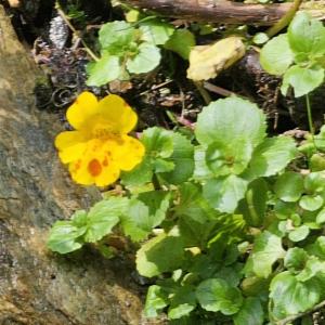 Click to view this image in a large viewer