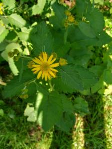 Click to view this image in a large viewer