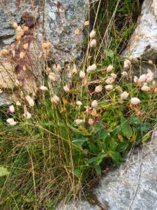 Click to view this image in a large viewer