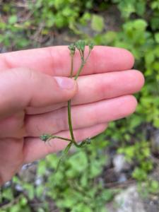 Click to view this image in a large viewer