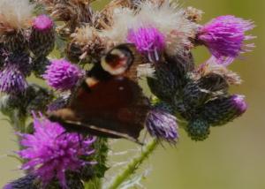 Click to view this image in a large viewer