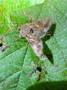 Click to view this image in a large viewer