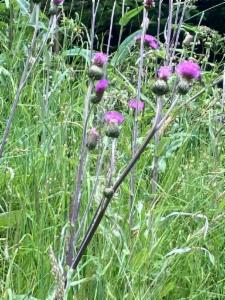 Click to view this image in a large viewer