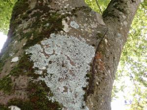 Click to view this image in a large viewer