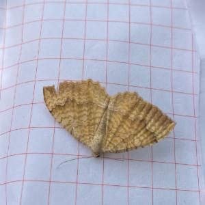 Click to view this image in a large viewer