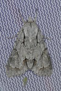 Click to view this image in a large viewer