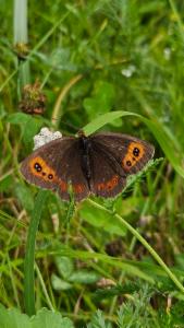 Click to view this image in a large viewer