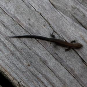 Click to view this image in a large viewer