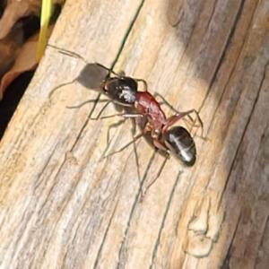 Click to view this image in a large viewer