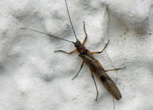 Click to view this image in a large viewer