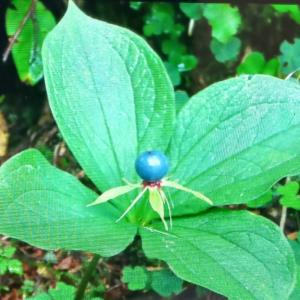 Click to view this image in a large viewer