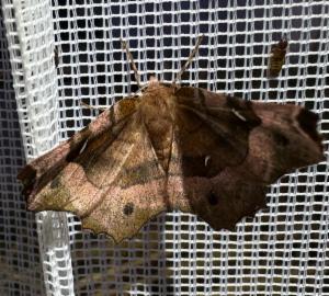 Click to view this image in a large viewer