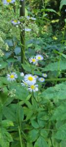 Click to view this image in a large viewer