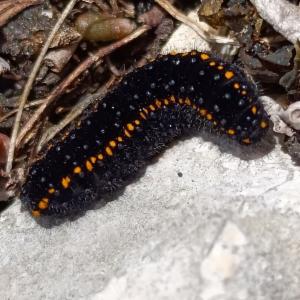 Click to view this image in a large viewer