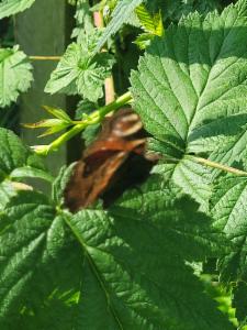 Click to view this image in a large viewer