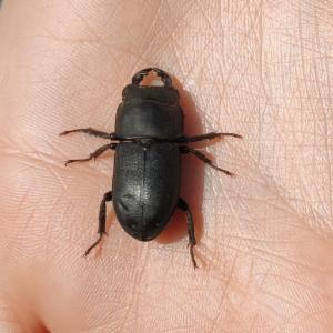 Click to view this image in a large viewer