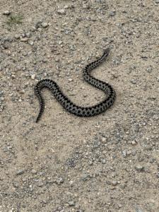 Click to view this image in a large viewer