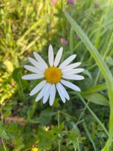 Click to view this image in a large viewer