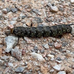 Click to view this image in a large viewer