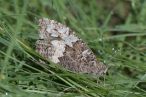 Click to view this image in a large viewer