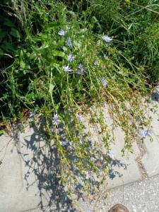 Click to view this image in a large viewer