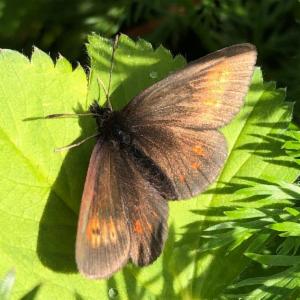 Click to view this image in a large viewer