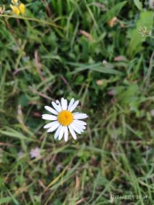 Click to view this image in a large viewer