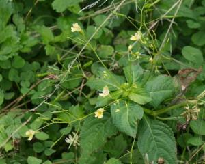 Click to view this image in a large viewer