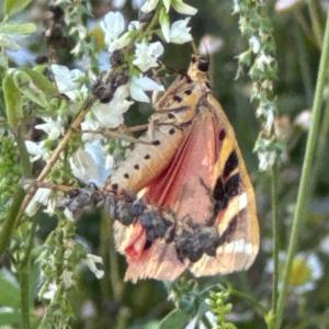 Click to view this image in a large viewer