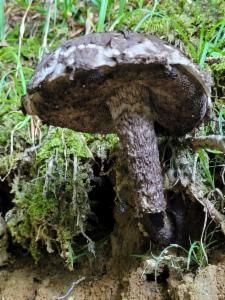 Click to view this image in a large viewer