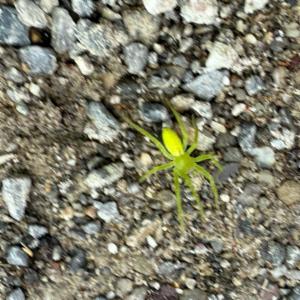 Click to view this image in a large viewer