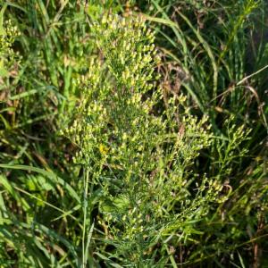 Click to view this image in a large viewer