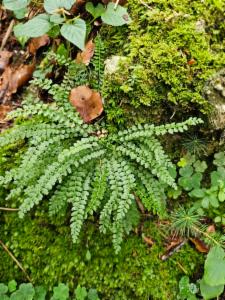 Click to view this image in a large viewer