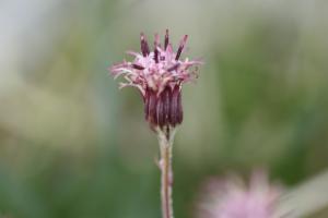 Click to view this image in a large viewer